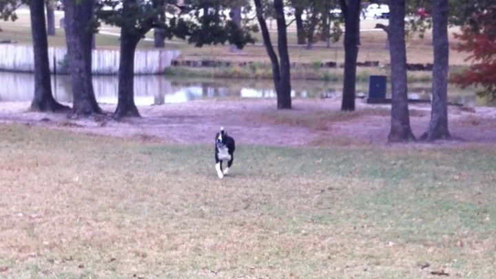 Fetch 1